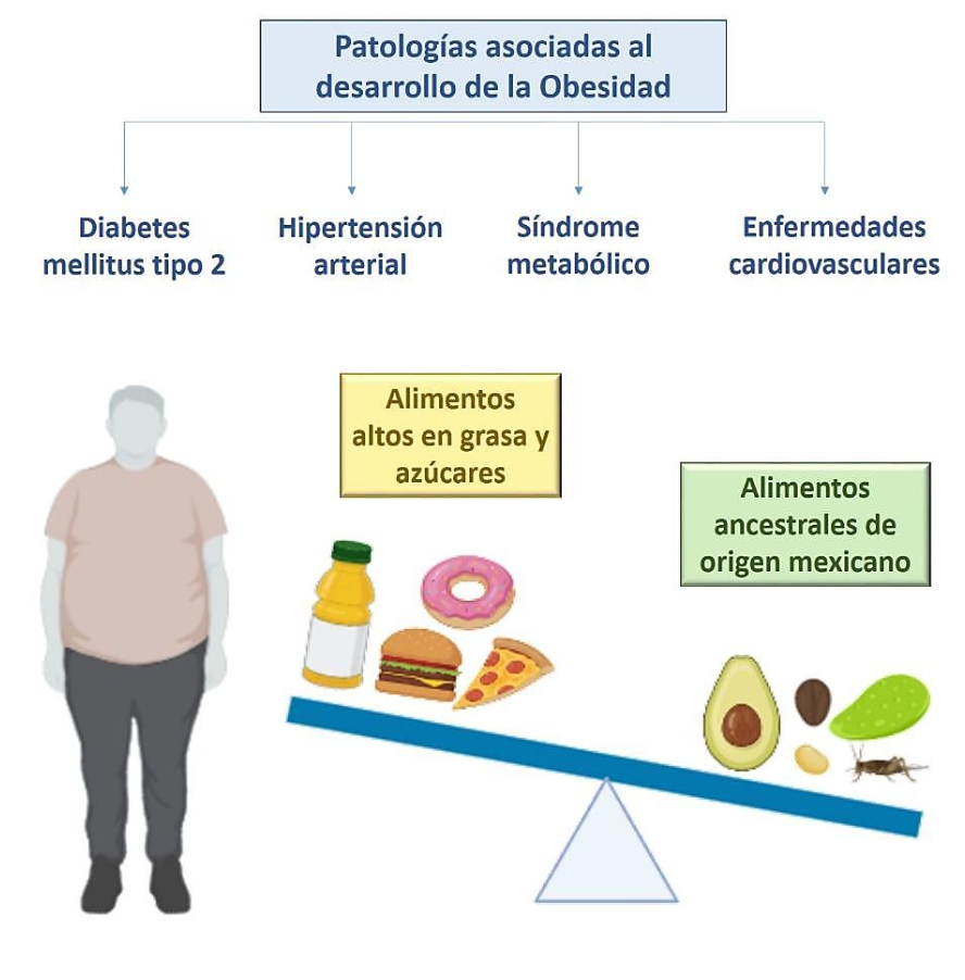 Desbalance nutricional que puede causar obesidad y comorbilidades.